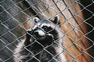 Raccoon behind a chain-link fence.