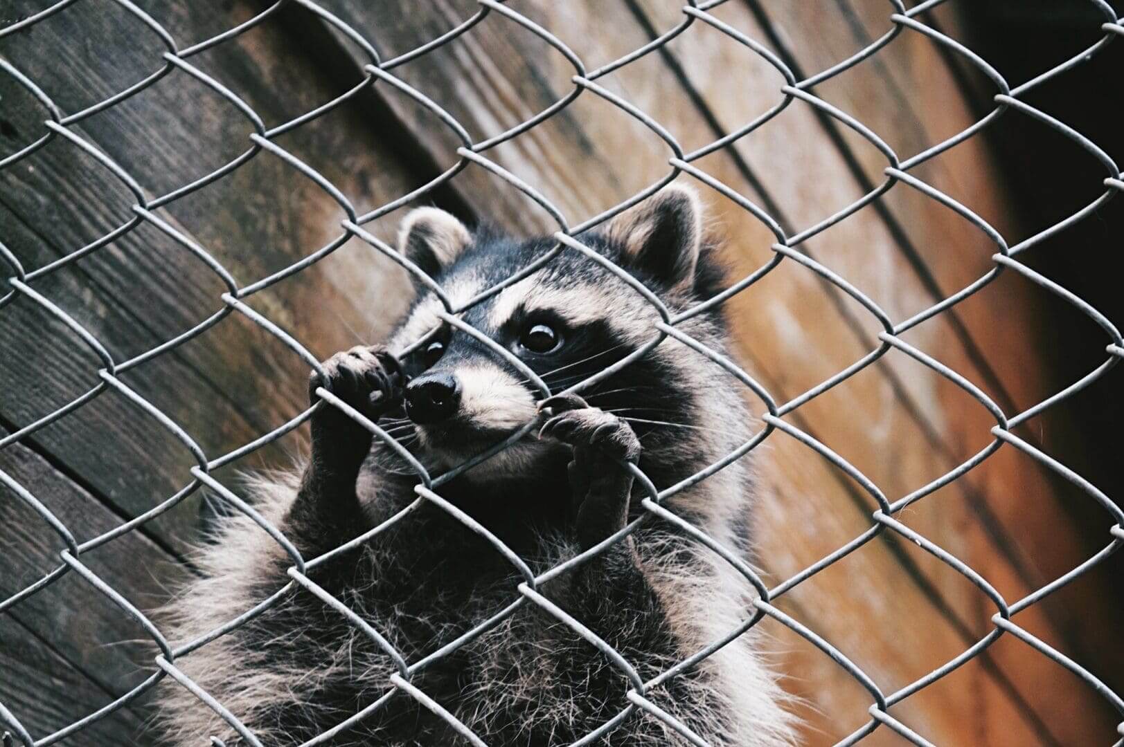 Raccoon behind a chain-link fence.