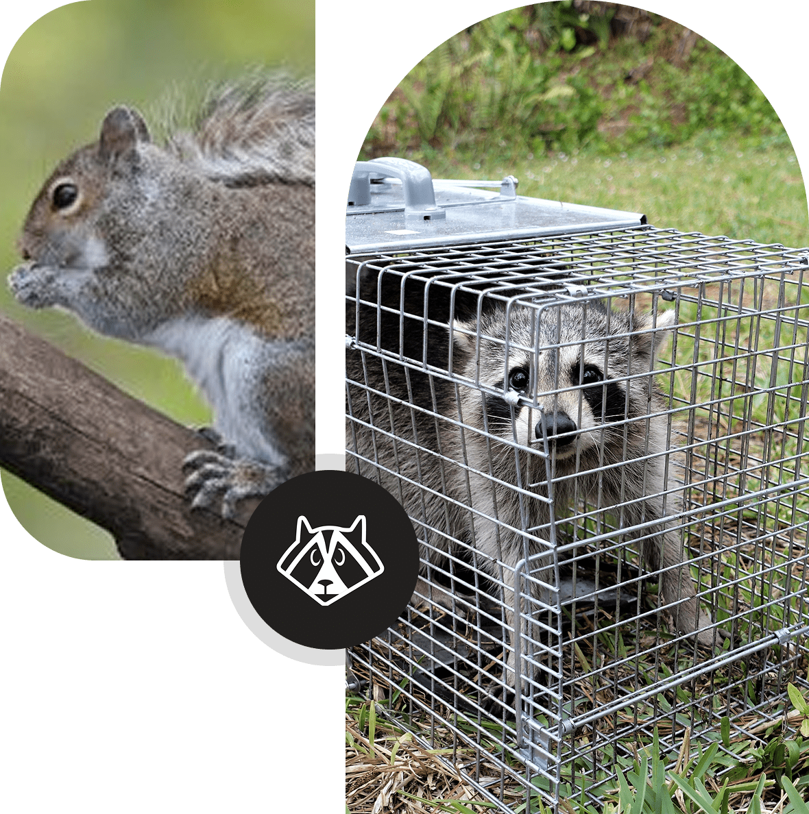 12 A raccoon caught in a cage with a squirrel nearby on a tree branch.