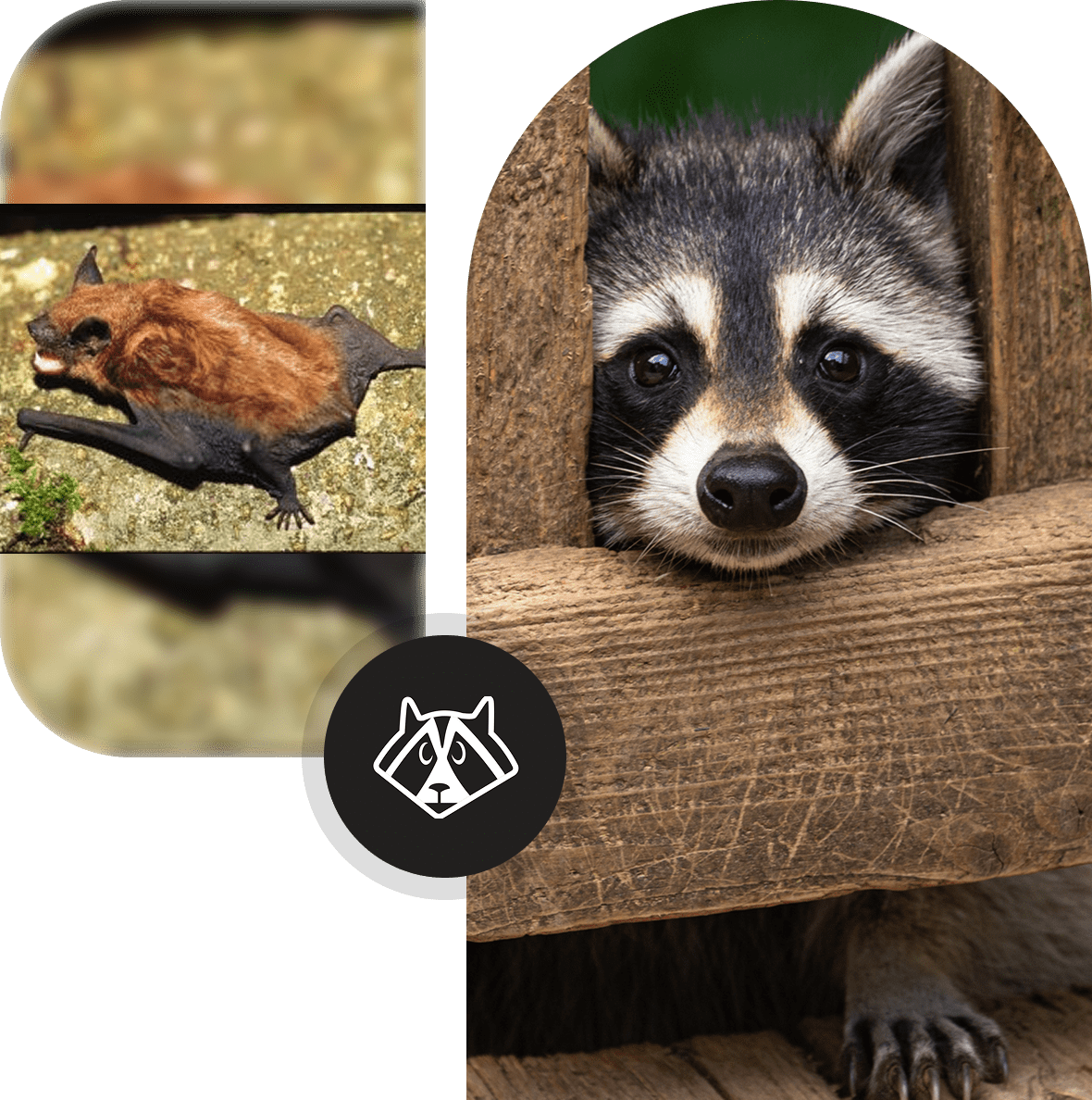 14 A raccoon peeks through a wooden fence with a frog nearby.