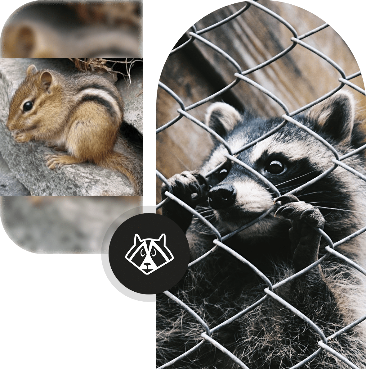 15 A chipmunk and a raccoon behind fences in a wildlife setting.