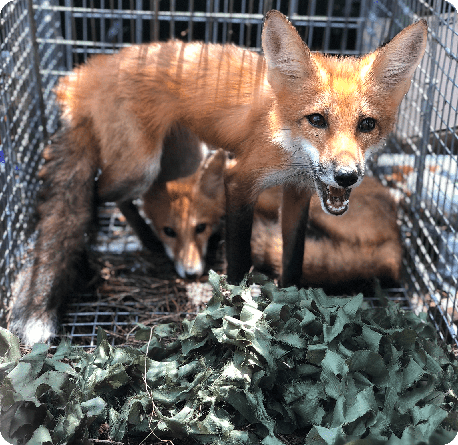 19 A mother fox with her cubs in a cage.