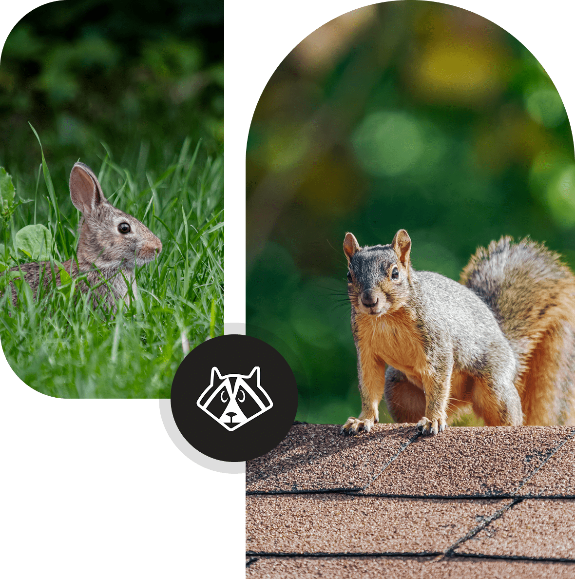 Group 13 A rabbit in grass and a squirrel on a brick surface in a split image.