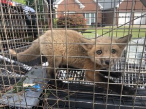 A fox inside a metal cage outdoors.