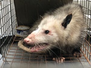 Close-up of a snarling opossum in a cage.