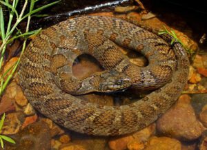 A close-up of a coiled snake with patterned scales.