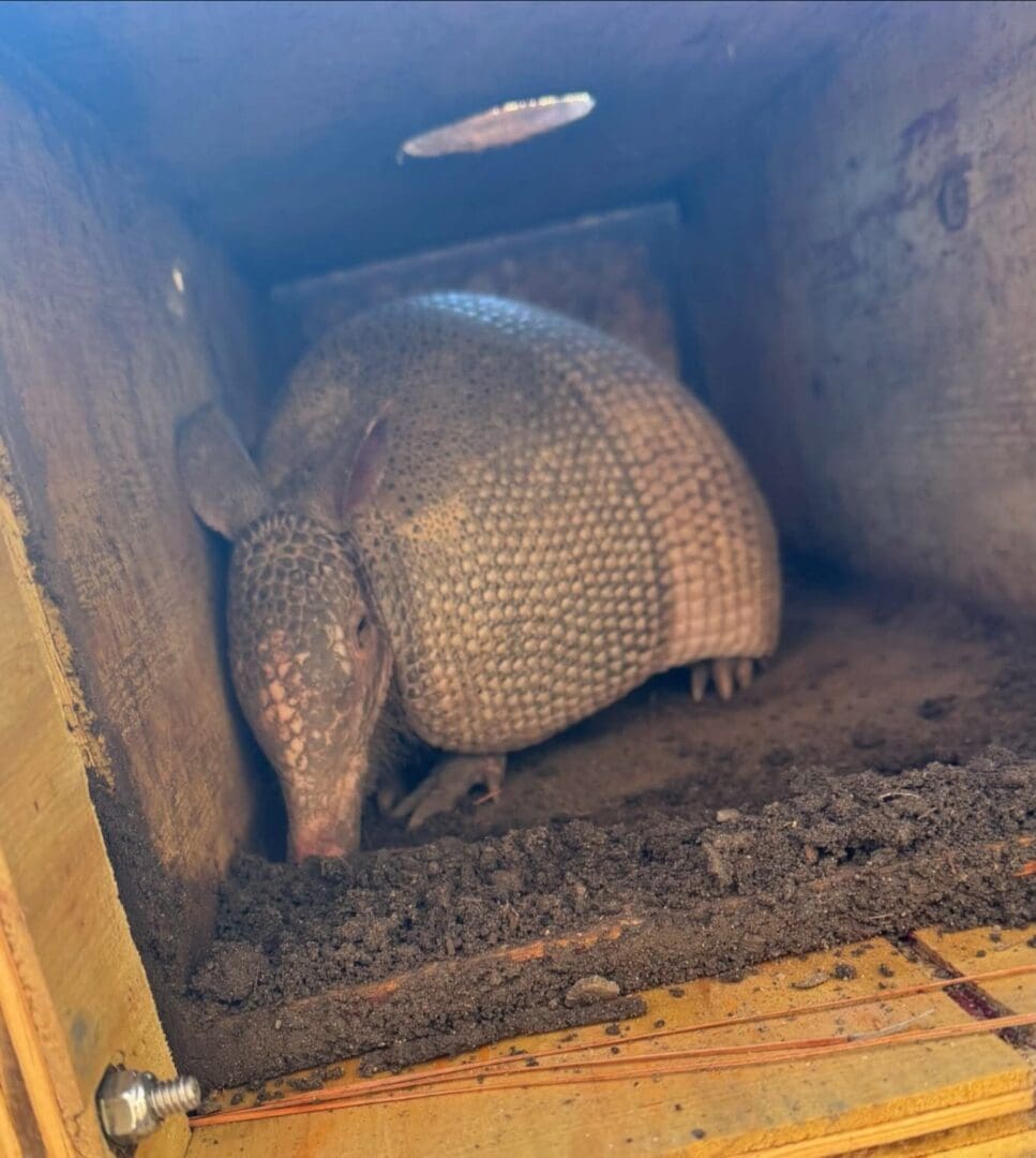 Armadillo inside a wooden box with soil.