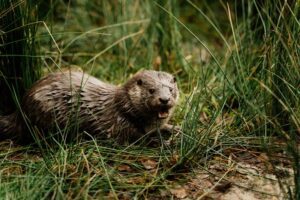 An otter resting in tall grass near a water body.