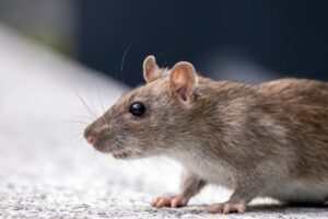 Close-up of a brown rat on a light surface.