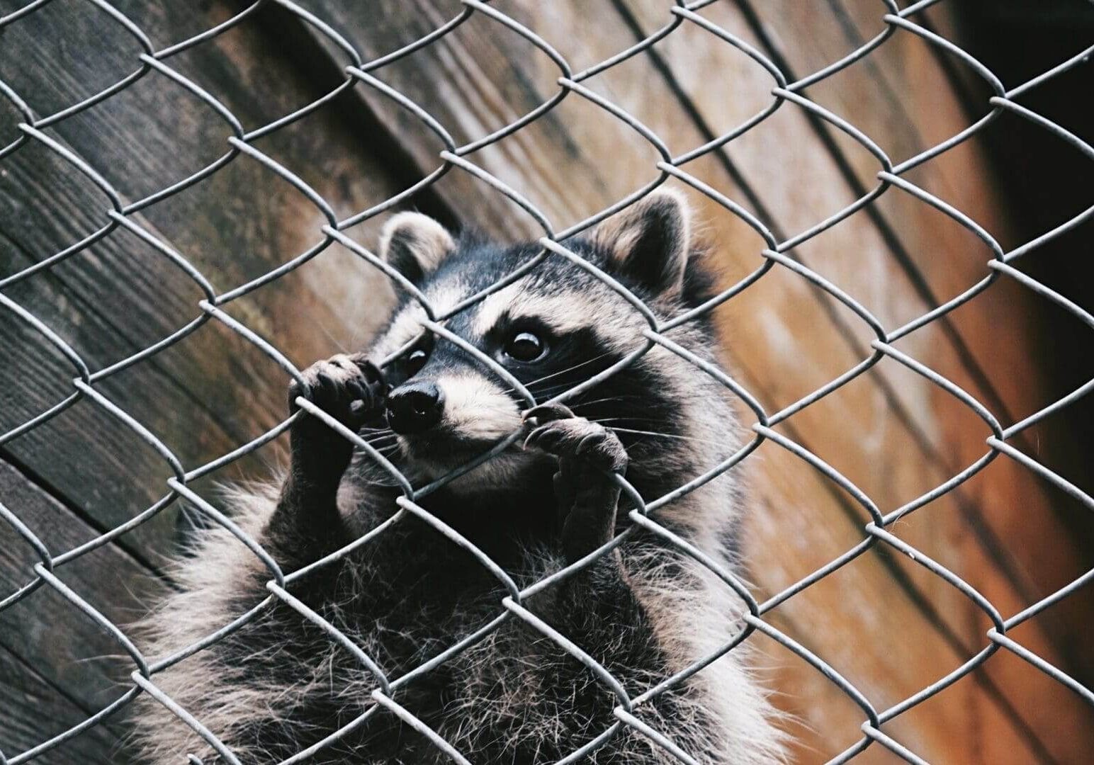Raccoon behind a chain-link fence.