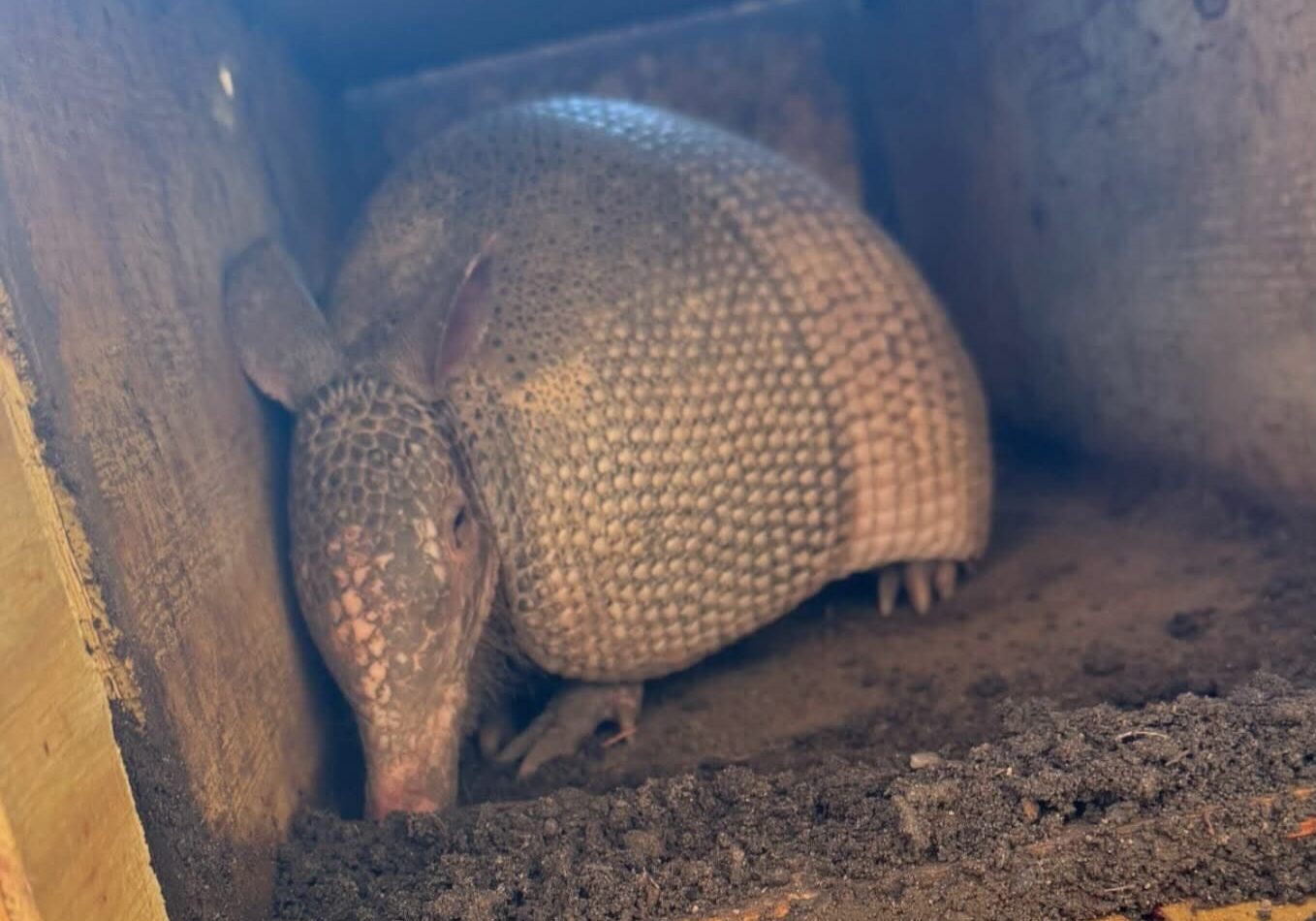 Armadillo inside a wooden box with soil.